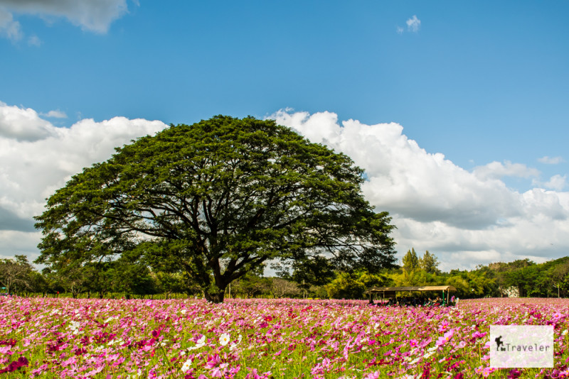 Japanse-parasolden-Sciadopitys Verticillata